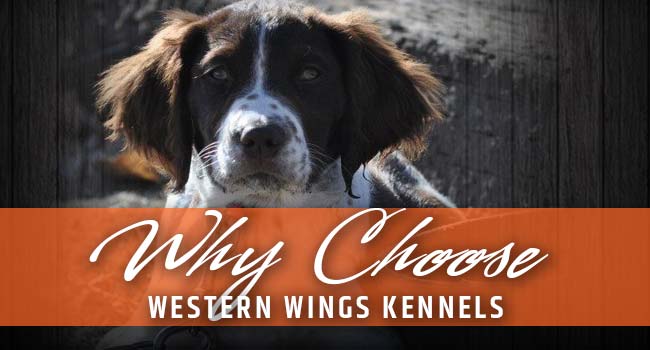 Why Choose Western Wing Kennels LLC