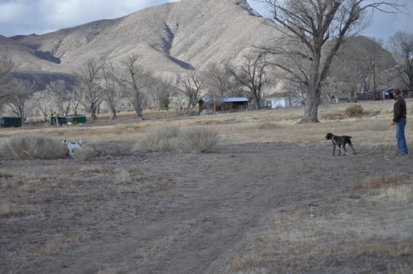 Working dogs on backing drills